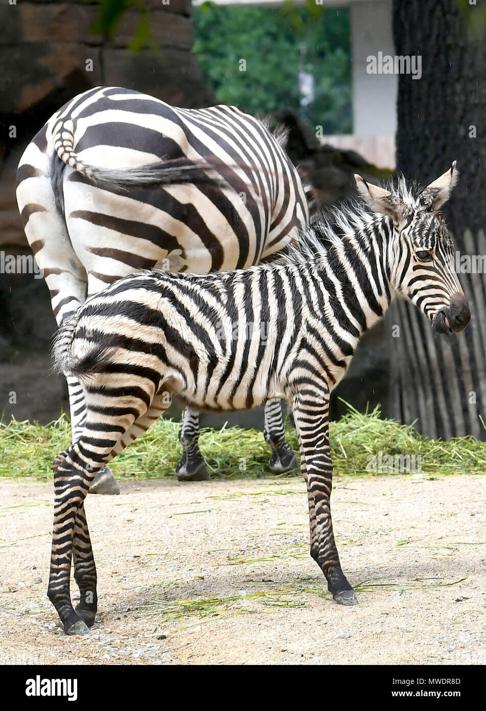 01 giugno 2018, Germania, Hannover: 2,5-settimane-vecchio zebra Charlott bambino e sua madre per esplorare i loro open-air involucro in corrispondenza del "Erlebnis Zoo'. Foto: Holger Hollemann/dpa Foto Stock