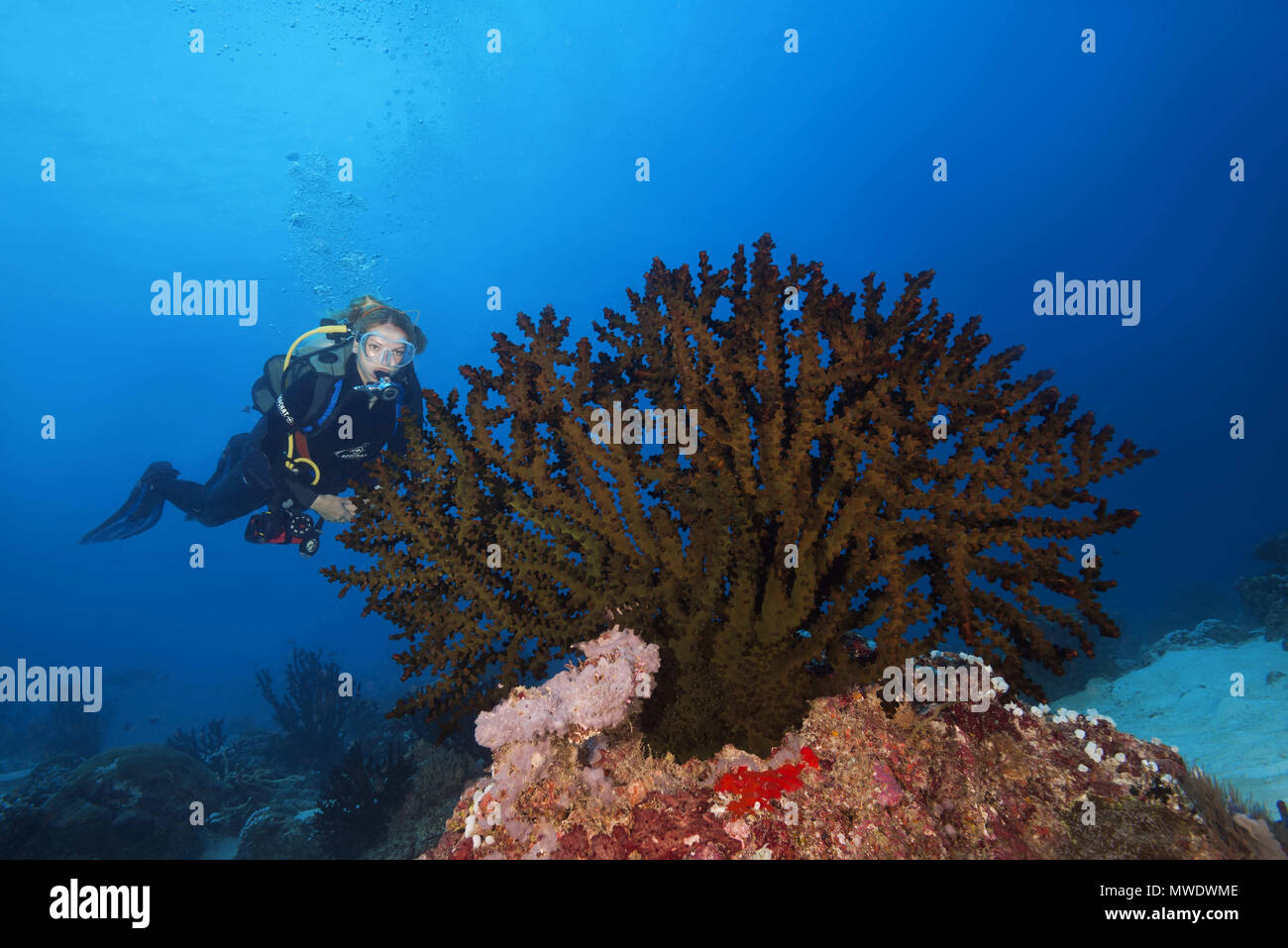 Fuvahmulah Isola, Oceano Indiano, Maldive. 24 Mar, 2018. Femmina scuba diver guarda al soft coral - Sole Nero Coral Credito: Andrey Nekrasov/ZUMA filo/ZUMAPRESS.com/Alamy Live News Foto Stock