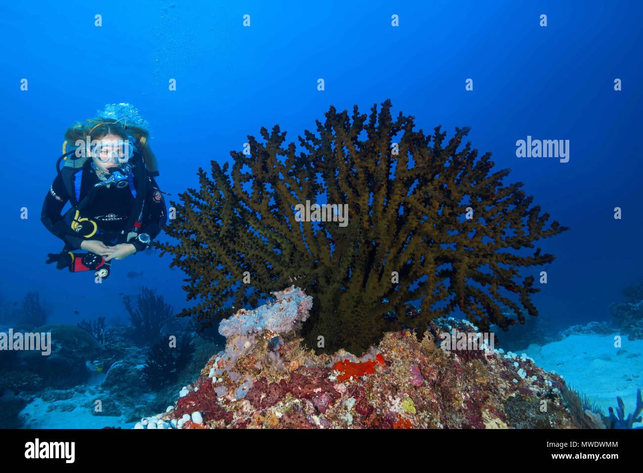 Fuvahmulah Isola, Oceano Indiano, Maldive. 24 Mar, 2018. Femmina scuba diver guarda al soft coral - Sole Nero Coral Credito: Andrey Nekrasov/ZUMA filo/ZUMAPRESS.com/Alamy Live News Foto Stock