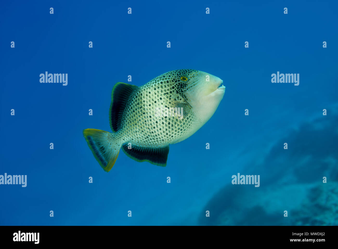 Marzo 14, 2018 - Isola (Atoll) Fuvahmulah, India, Maldive - Yellowmargin Pesci balestra (Pseudobalistes flavimarginatus) nuota nel blu acqua sulla barriera corallina Credito: Andrey Nekrasov/ZUMA filo/ZUMAPRESS.com/Alamy Live News Foto Stock