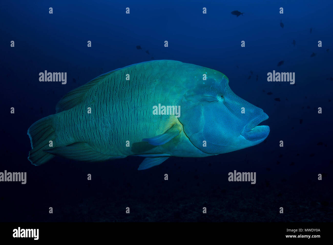 Oceano Indiano, Maldive. Xxi Mar, 2018. Humphead Wrasse o Napoleonfish (Cheilinus undulatus) nuotare in th blu acqua Credito: Andrey Nekrasov/ZUMA filo/ZUMAPRESS.com/Alamy Live News Foto Stock