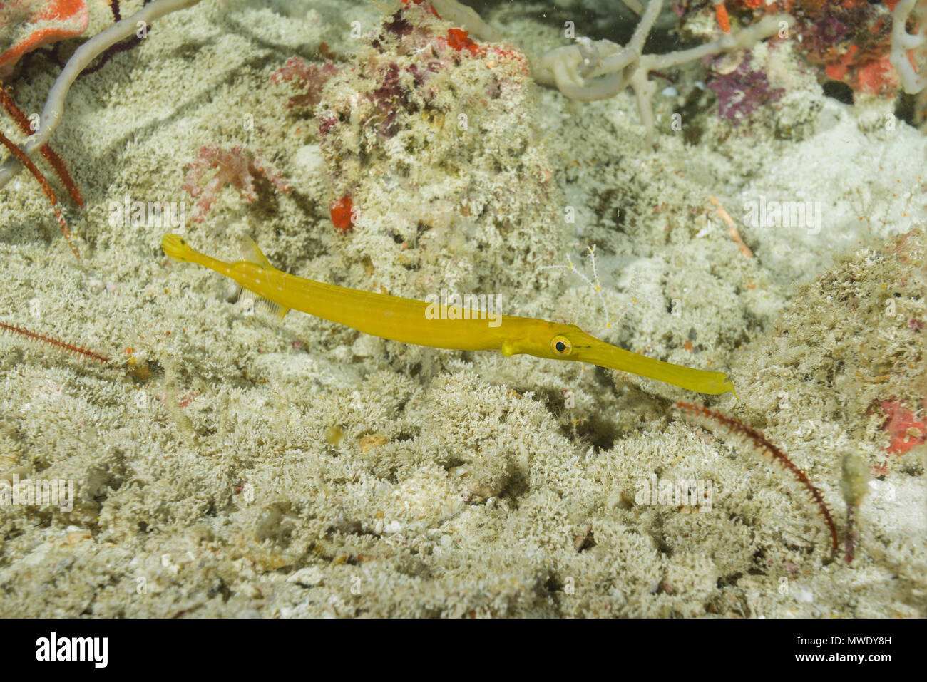 Oceano Indiano, Maldive. 23 Mar, 2018. Giovanile gialla Trumpetfish Pacifico Credito: Andrey Nekrasov/ZUMA filo/ZUMAPRESS.com/Alamy Live News Foto Stock