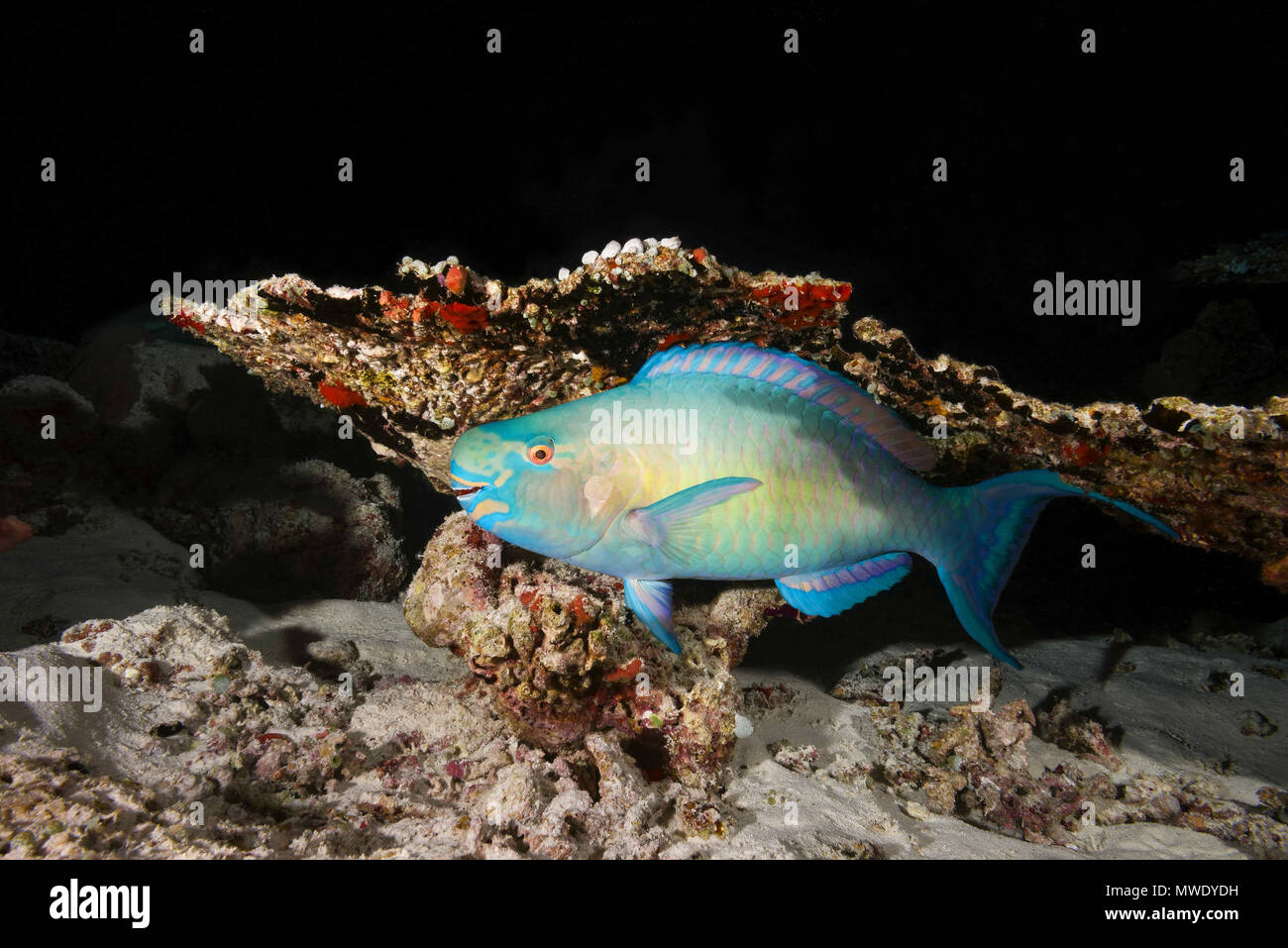 Oceano Indiano, Maldive. 25 Mar, 2018. Pesci pappagallo Bullethead (Chlorurus sordidus) dorme sotto il tavolo coral Credito: Andrey Nekrasov/ZUMA filo/ZUMAPRESS.com/Alamy Live News Foto Stock