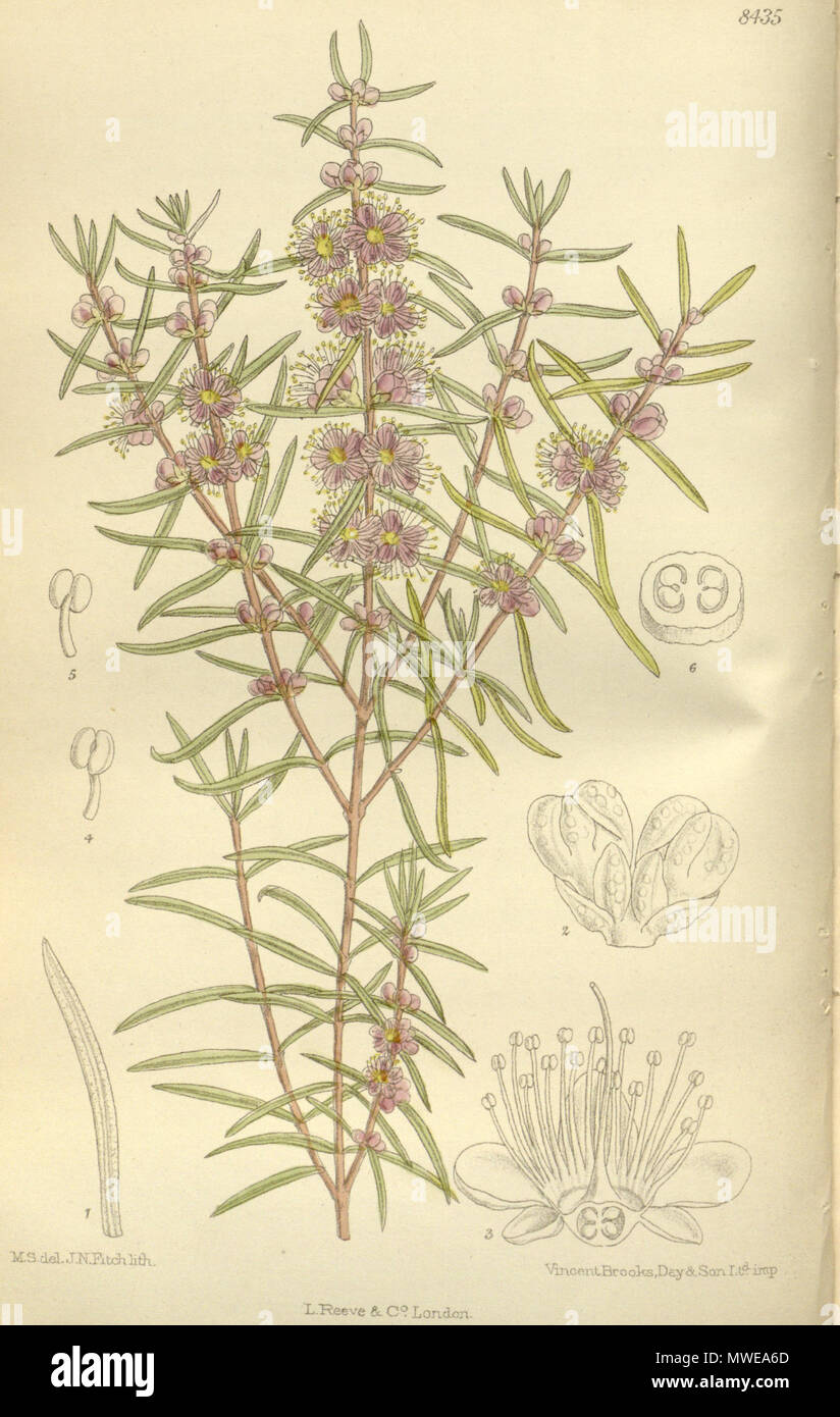 . Hypocalymma robustum, Myrtaceae . 1912. M.S. del, J.N.Fitch, lith. 289 Hypocalymma robustum 138-8435 Foto Stock