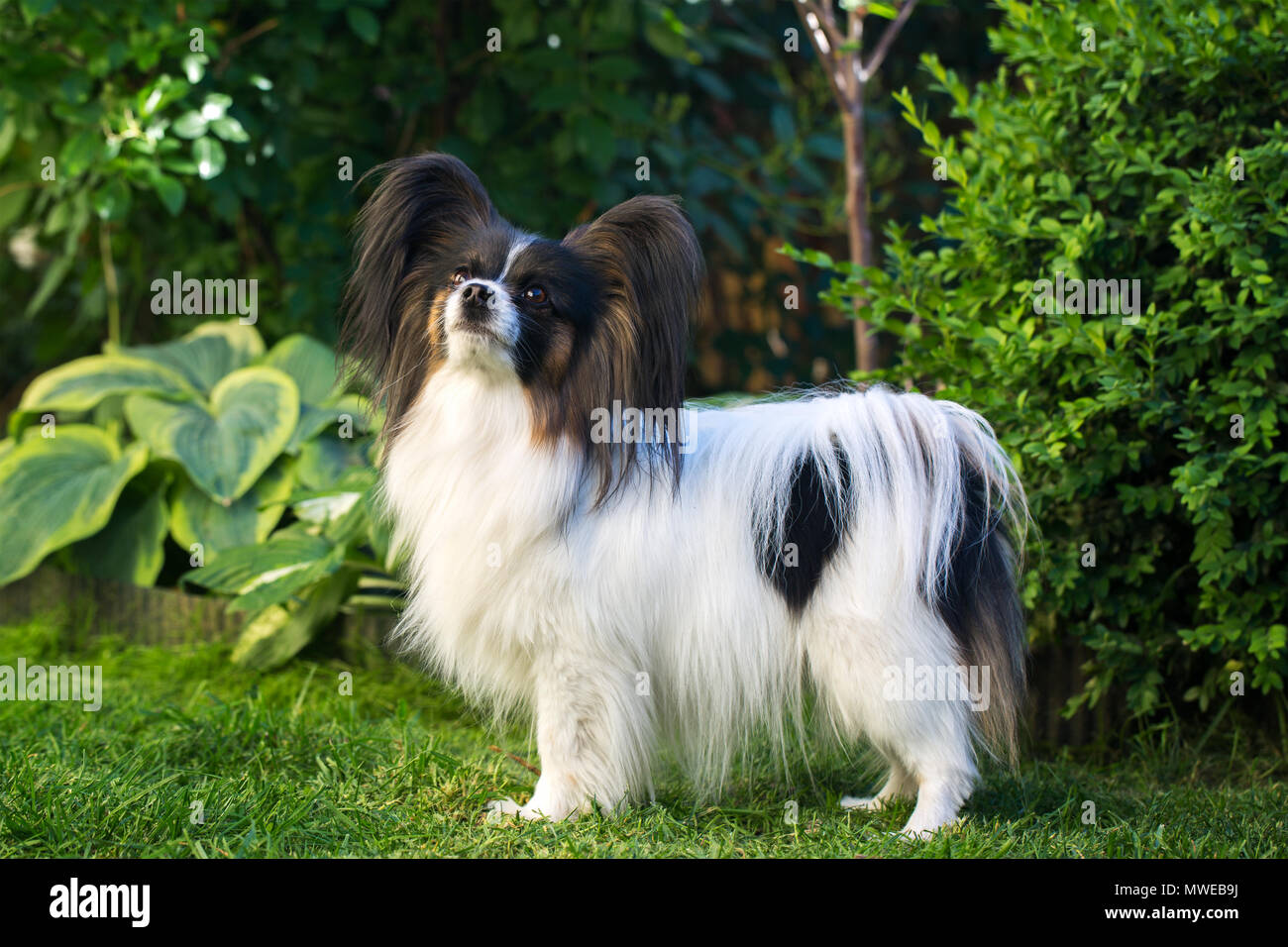 Cane di razza papillon Foto Stock