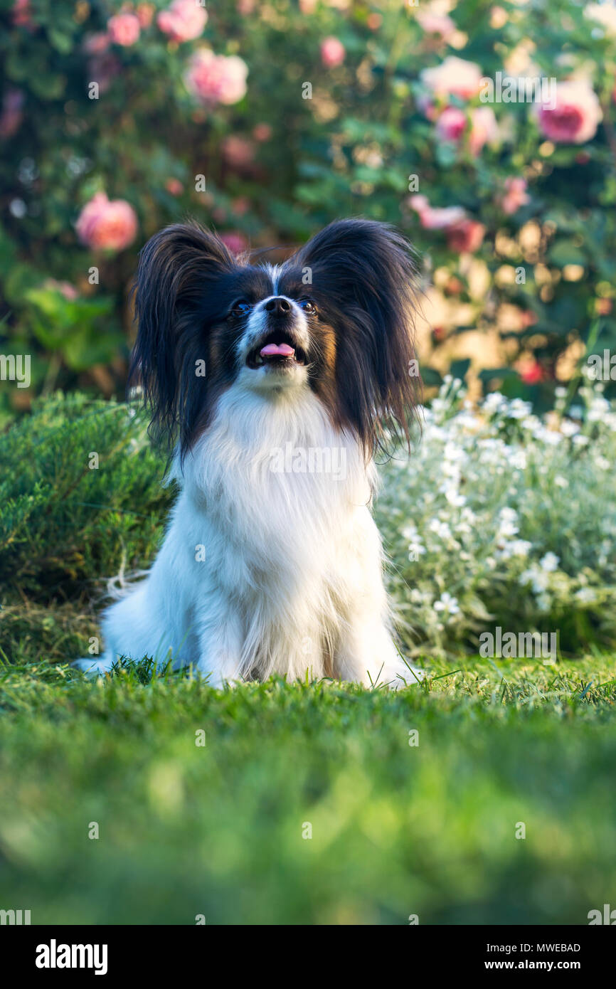 Il cane mostra la sua lunga lingua Foto Stock