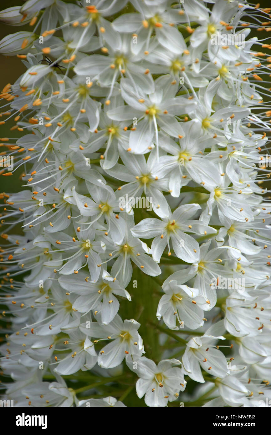 Deserto di candele, sfondo bianco Eremurus in primavera Foto Stock