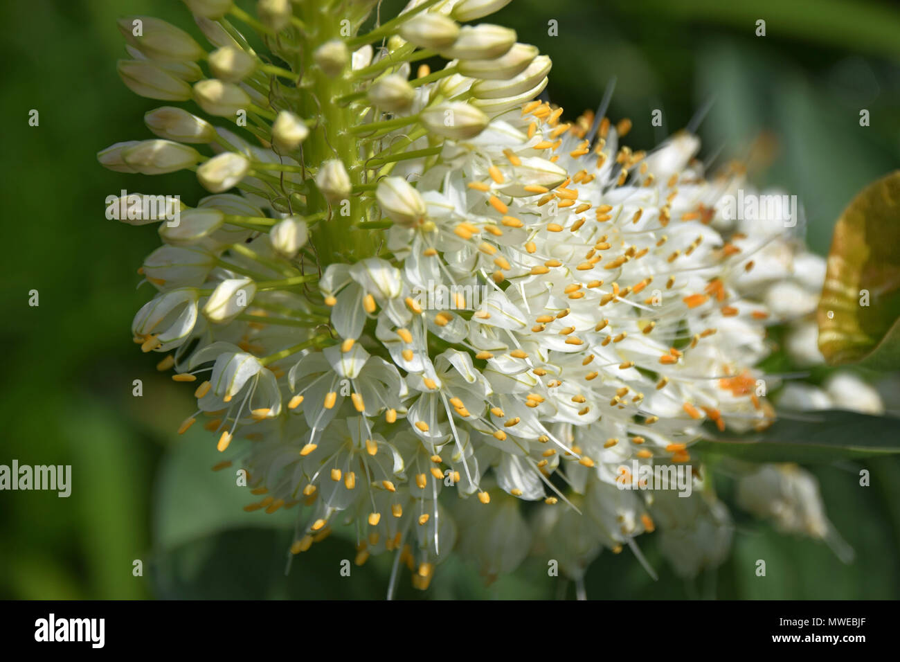 Macro colpo di coda di volpe bianco fiori gigli, Eremurus bianco in primavera Foto Stock