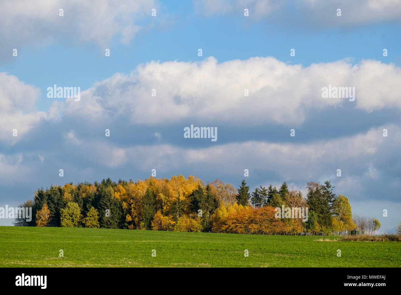 Herbststimmung Feld mit Bauminsel Foto Stock