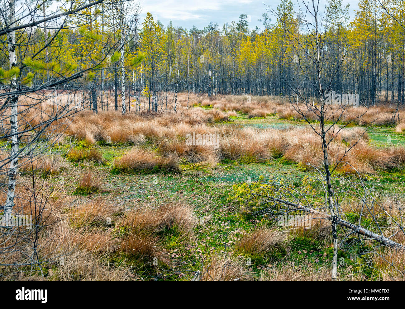 Palude nella taiga siberiana. Foto Stock