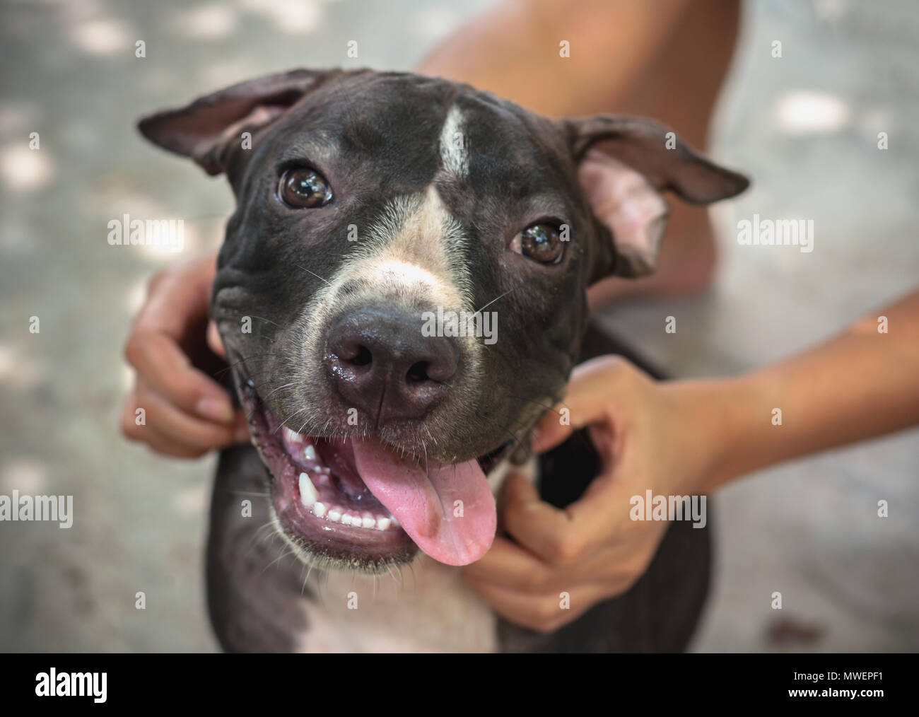 Black Pit bull cucciolo cercando sorriso divertente seduta sul sottofondo di calcestruzzo Foto Stock