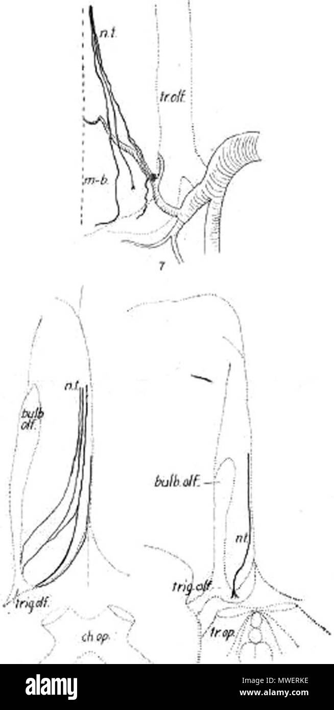 . Inglese: "Figure 7, 8 e 9 da Johnston (1914) mostrante varie forme del NT sulla superficie inferiore del cervello in tre adulti diversi cervelli umani." citata da http://onlinelibrary.wiley.com/doi/10.1002/ca.22130/ . 23 novembre 2013, 16:11:32. Johnston JB 322 Johnston nervo cranico 0 Foto Stock