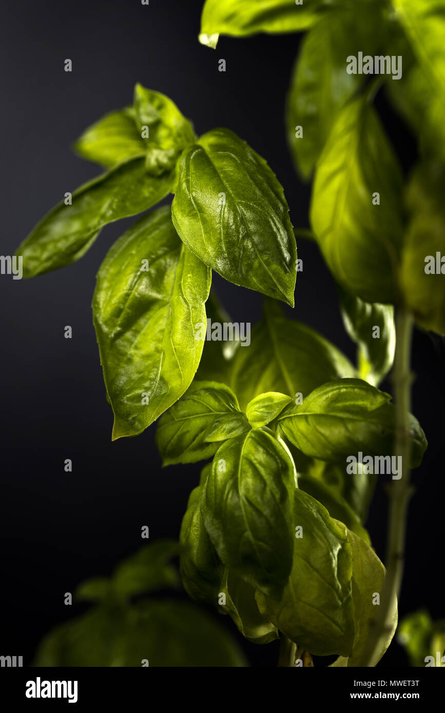 Foglie di basilico su sfondo nero Foto Stock