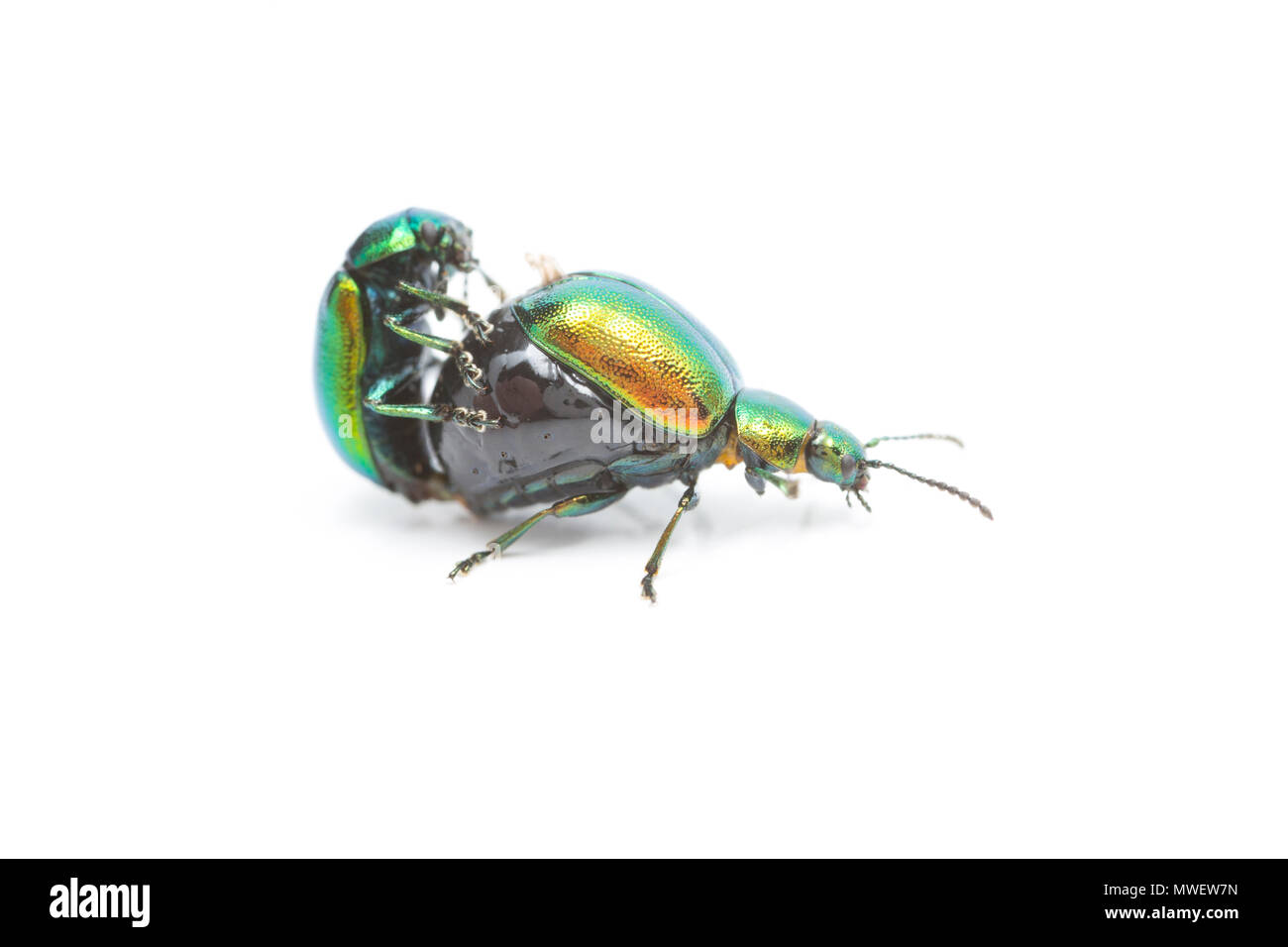 Una coppia di dock verde coleotteri, Gastrophysa viridula, accoppiamento. Questa coppia sono stati trovati su piante dock vicino a un fiume. Dock le piante sono un alimento primario sourc Foto Stock