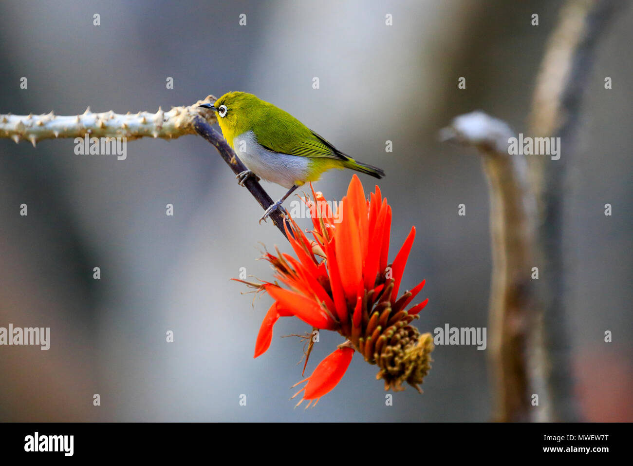 L'Oriental bianco-eye (Zosterops palpebrosus) ta Satchari National Park, Habiganj, Bangladesh Foto Stock