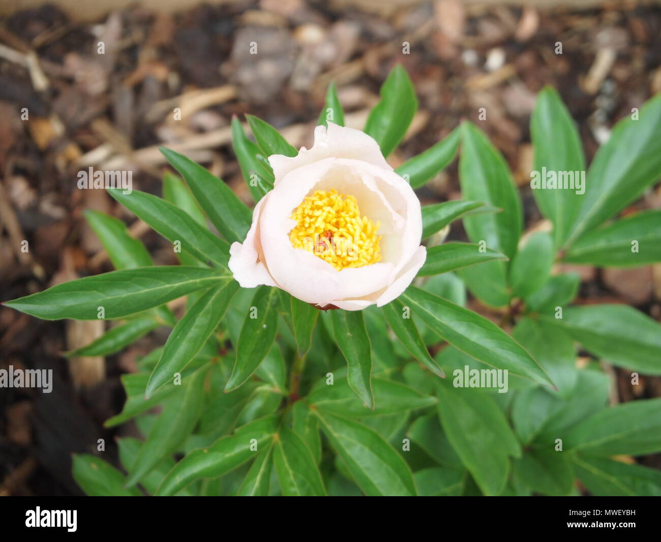 Cremosa Peonia Rosa, fiore singolo completamente aperto Foto Stock