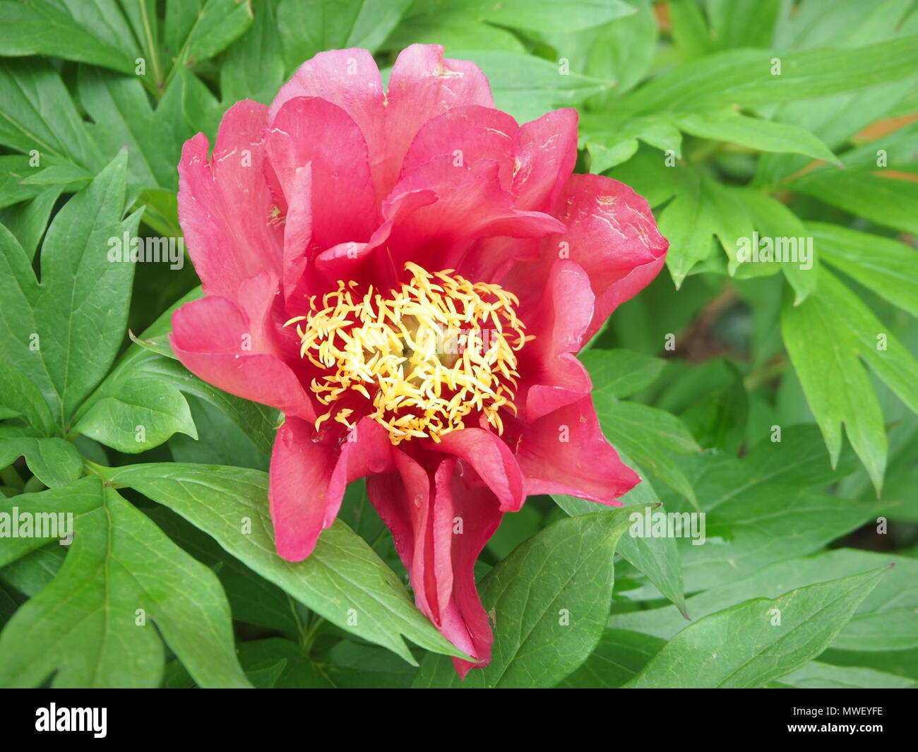 Rosso ramato peonia in maggio, fiore completamente aperto Foto Stock
