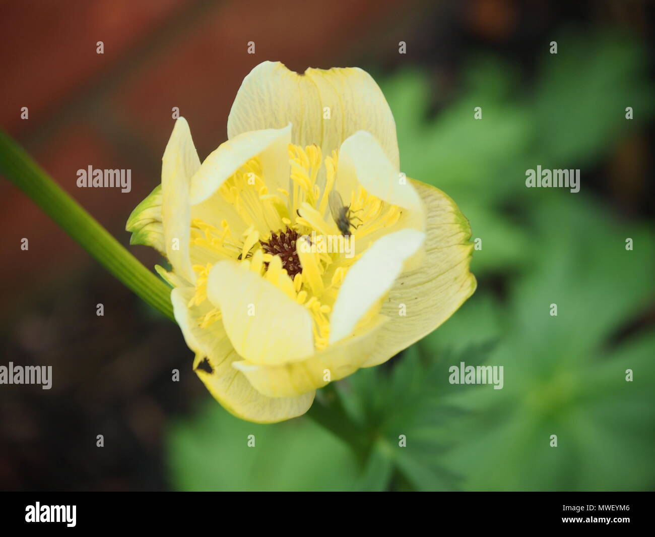 Giallo Geum, singolo fiore, con Mosca all'interno Foto Stock