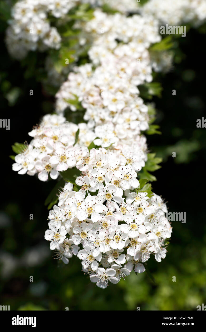 Biancospino ( Crataegus ) blossom noto anche come fiori di maggio, thorn apple, whitethorn; e haw berry crescendo in una siepe Foto Stock