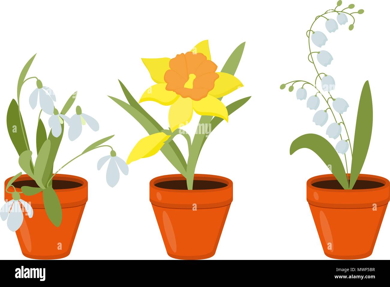 Fiori di Primavera in crescita in cialde. Il giglio della valle e narcisi isolati su sfondo bianco. Illustrazione Vettoriale