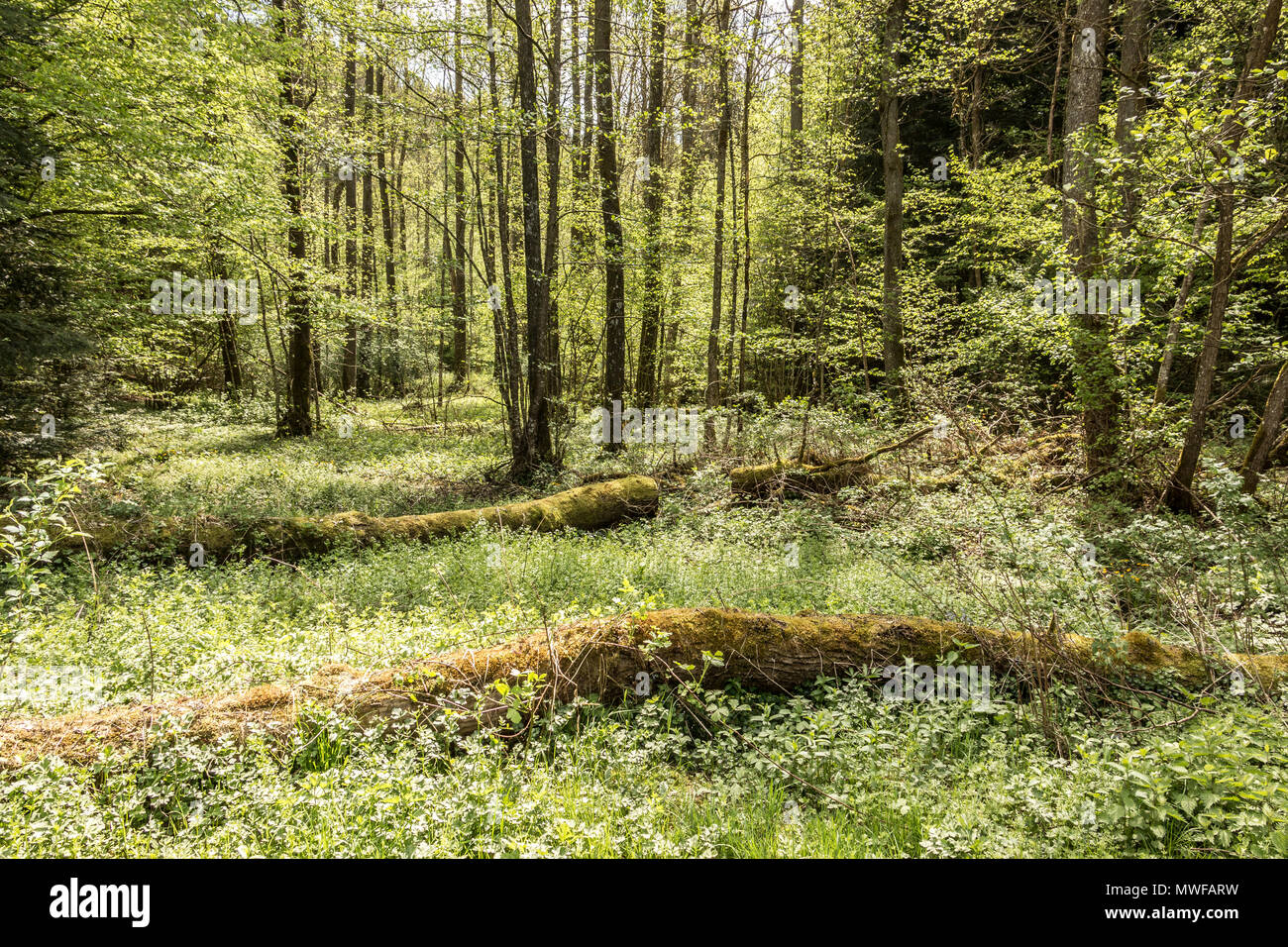 Poco giungla verde con alberi e moss Foto Stock