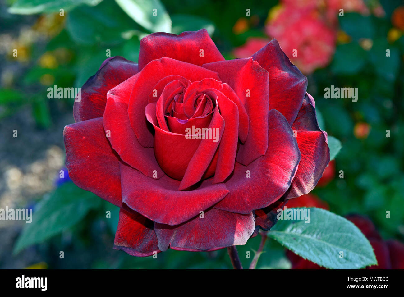 Masterizzazione di una rosa rossa nel torrido caldo estivo Foto Stock