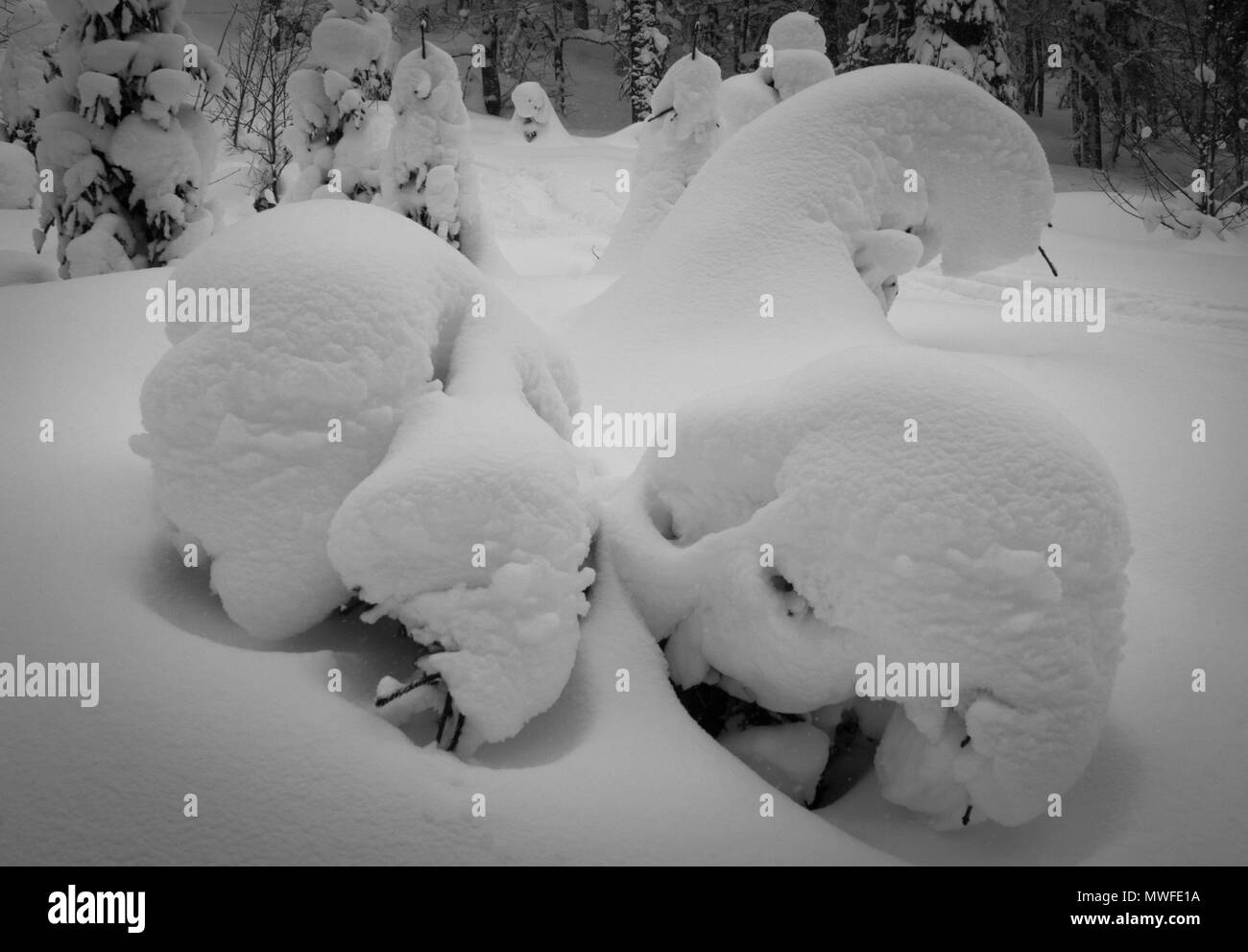 Piccoli alberi sotto la neve pesante coperchio Foto Stock