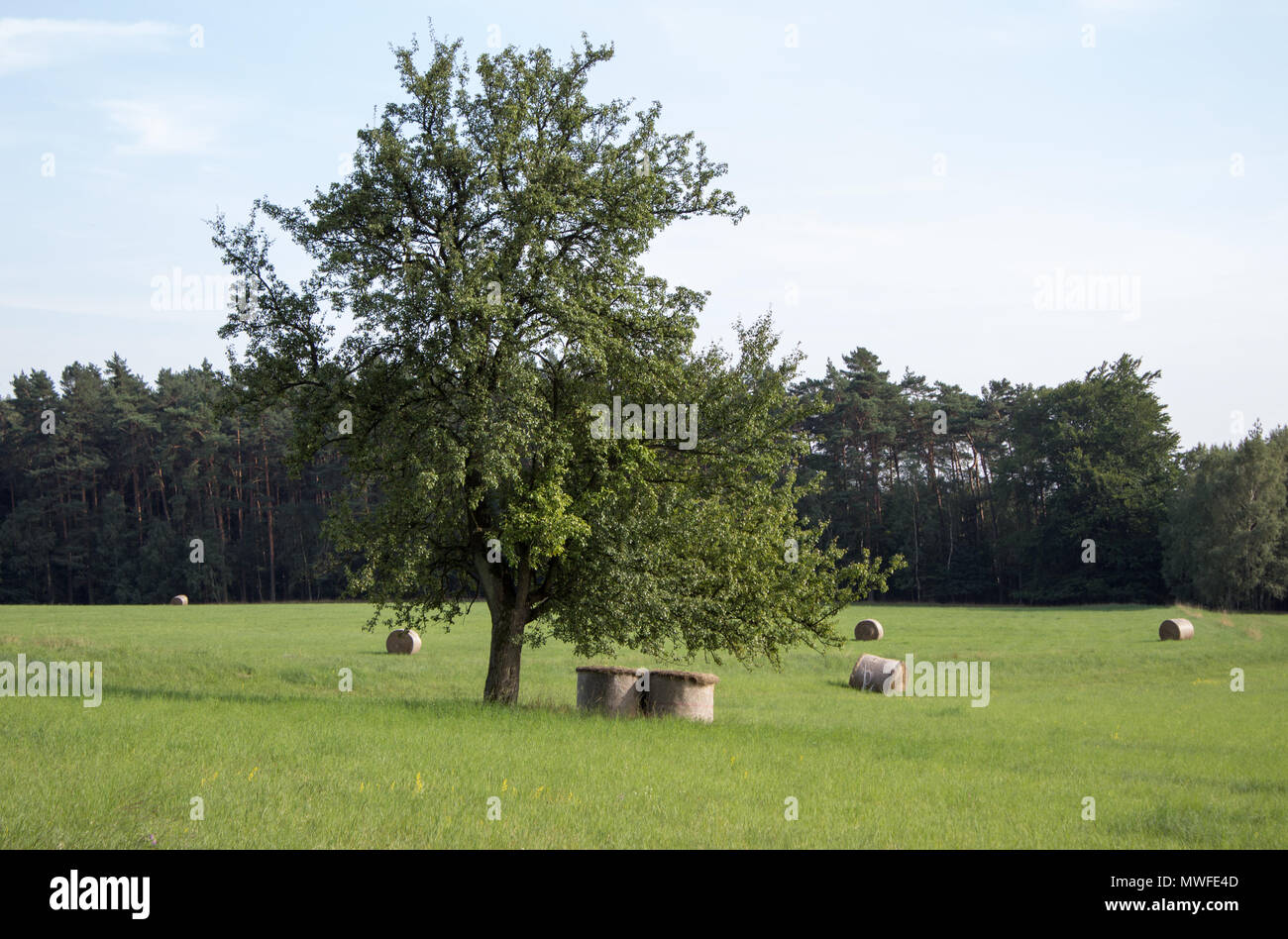 Un lone tree nel mezzo di un prato, e sotto di essa sono balle di fieno. Foto Stock