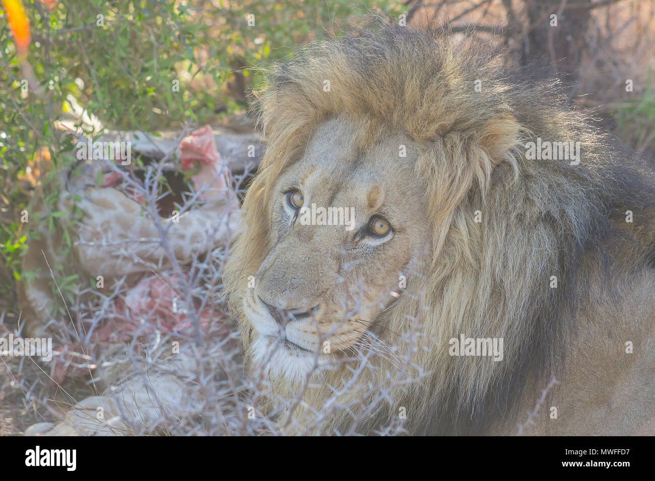 Lion seduta vicino la sua preda mantenendo watch Foto Stock