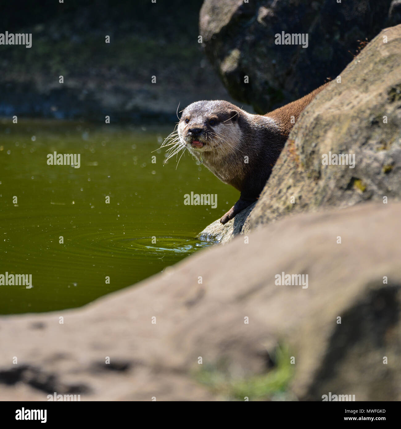 Più piccolo al mondo lontra, Asian Small artigliato Otter Aonyx Cinerus sulle rocce in presenza di luce solare Foto Stock