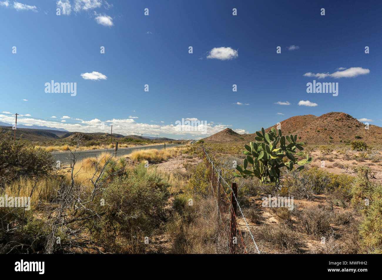 Il Cactus e fynbos nel paesaggio lungo la garden route del sud africa Foto Stock