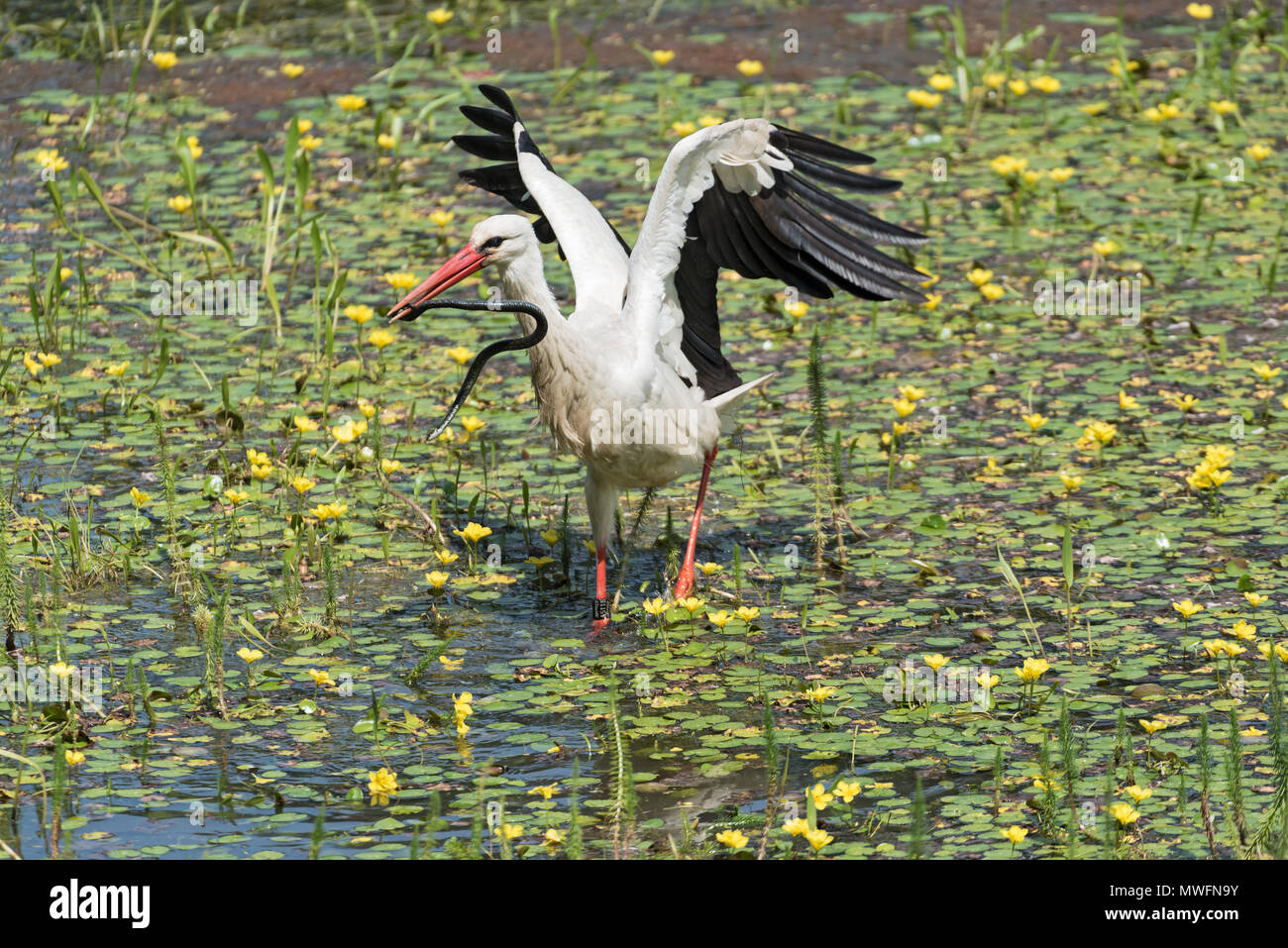 Una cicogna bianca (Ciconia ciconia) Catture e mangia il serpente nella riserva naturale kuehkopf, Hesse, Germania Foto Stock