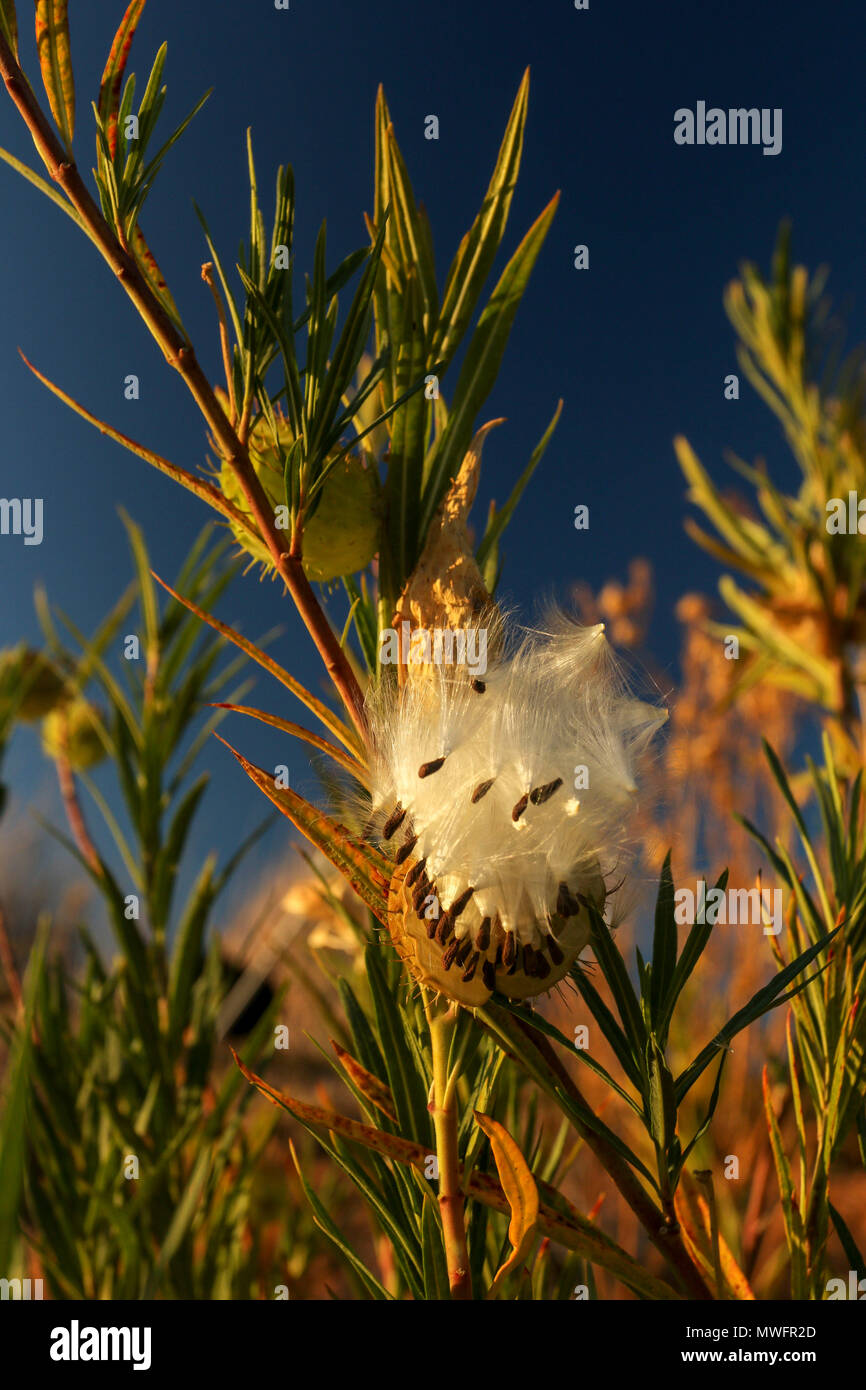 Physocarpus Gomphocarpus seedpods in pieno sole autunnale, Sud Africa Foto Stock