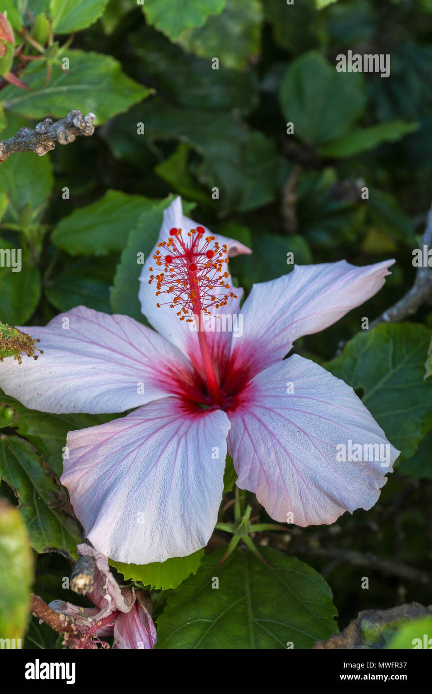 Hibiscus piante e fiori, garden route, sud africa Foto Stock