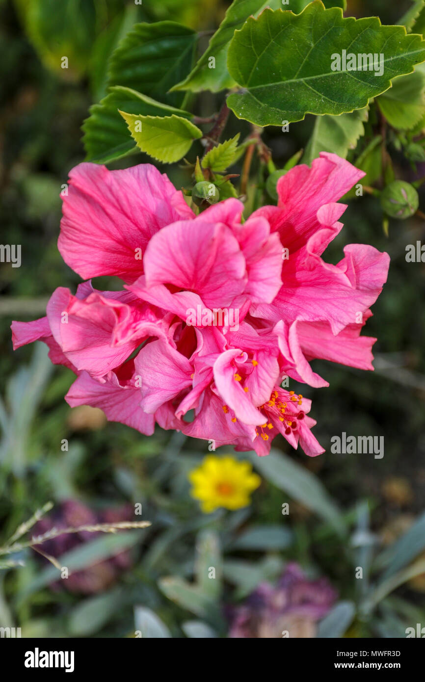 Hibiscus piante e fiori, garden route, sud africa Foto Stock