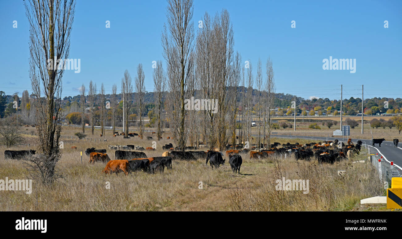 Il pascolo di bestiame a lato dell'autostrada Gwydir a Inverell vicino a Glen innes nel Nuovo Galles del Sud, Australia a causa della siccità forzare questo Foto Stock