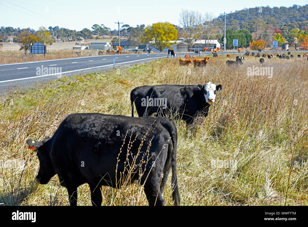 Il pascolo di bestiame a lato dell'autostrada Gwydir a Inverell vicino a Glen innes nel Nuovo Galles del Sud, Australia a causa della siccità forzare questo Foto Stock