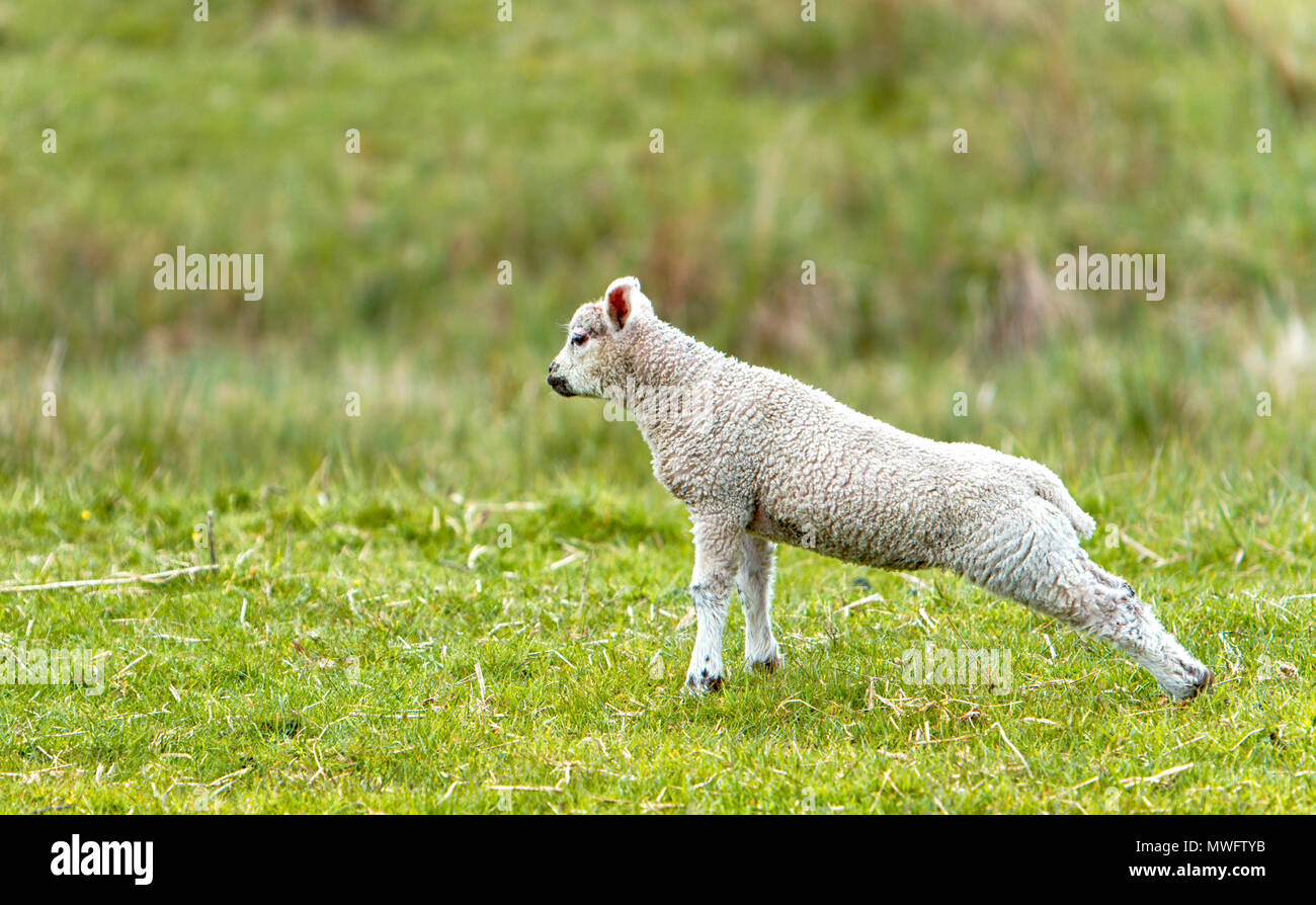 Una molla di agnello stretching le sue zampe posteriori dopo un pisolino di pomeriggio nell'area Nidderdale del North Yorkshire Foto Stock