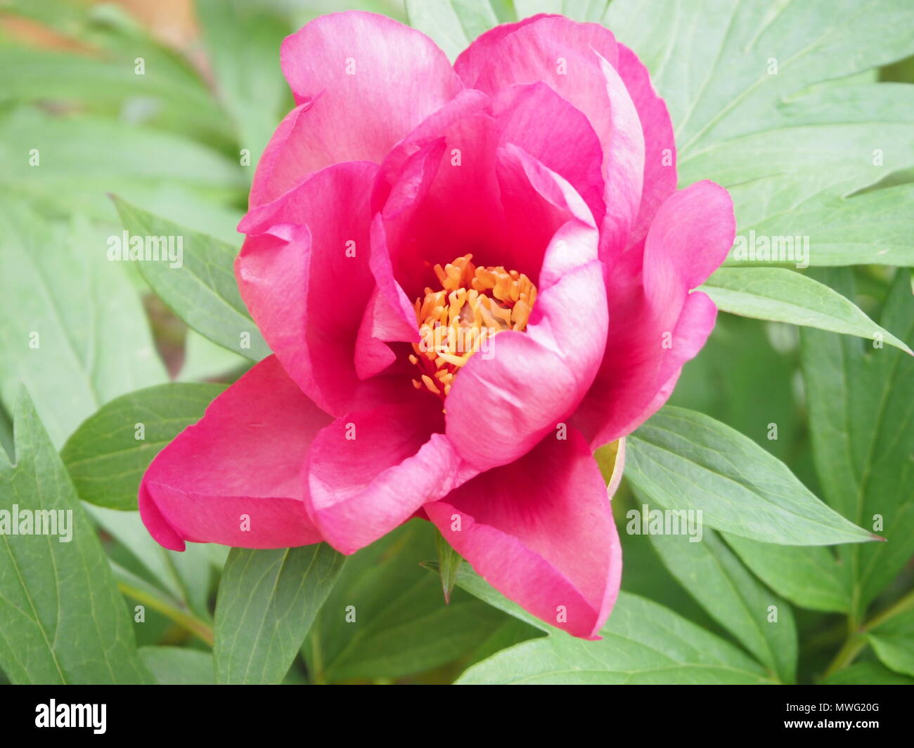 Peonia, deep pink, unico fiore completamente aperto Foto Stock