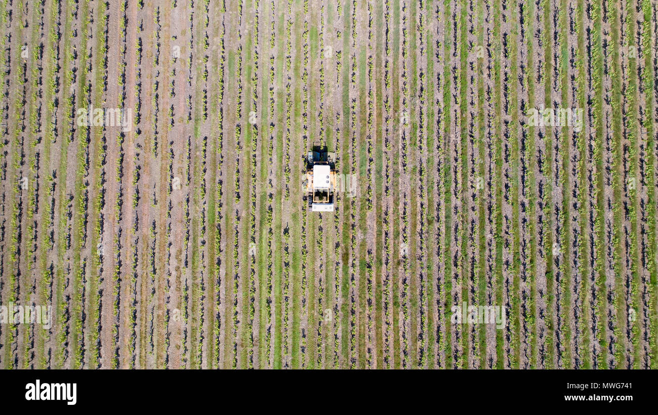 Foto aerea di un trattore uva raccolta nei vigneti, Loire Atlantique Foto Stock