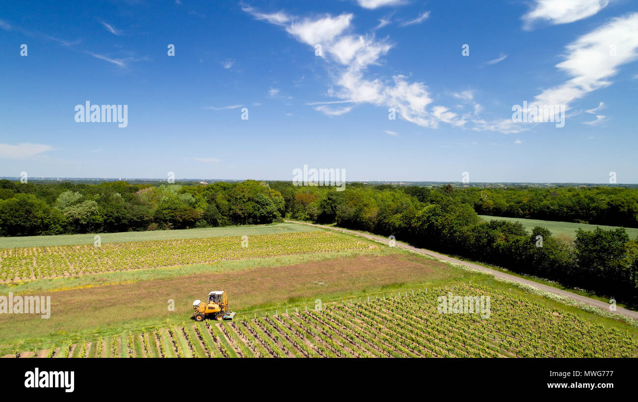 Foto aerea di un trattore uva raccolta nei vigneti, Loire Atlantique Foto Stock