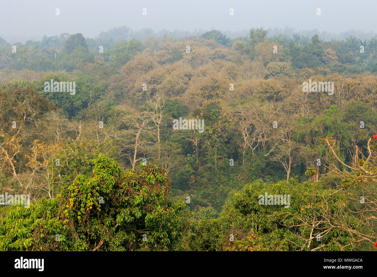 Satchari National Park, Habiganj, Bangladesh Foto Stock