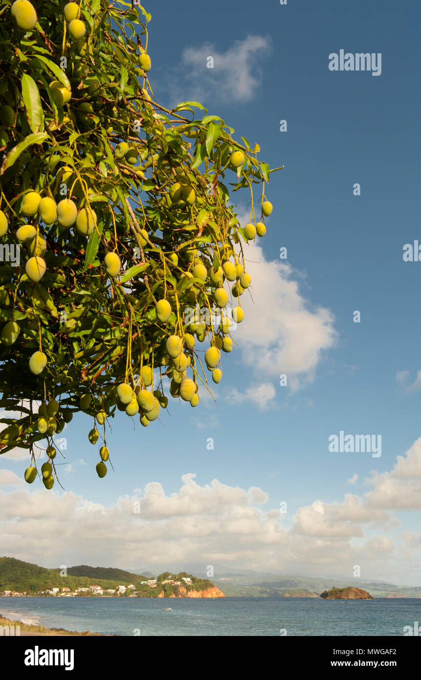 Albero di mango a Tartane, Martinica Foto Stock Albero di mango a Tartane, Martinica Foto Stock