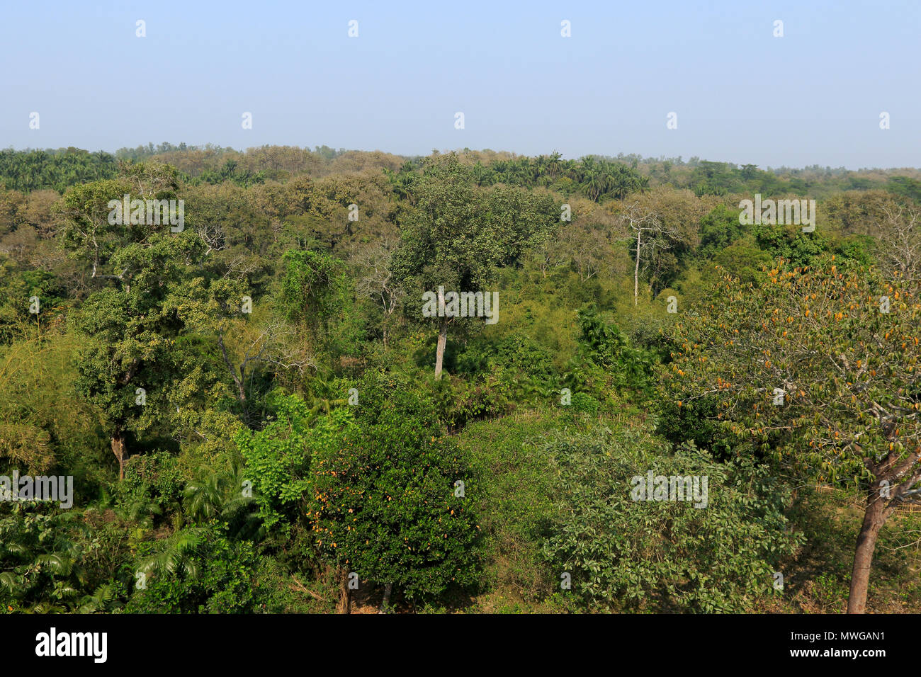 Satchari National Park, Habiganj, Bangladesh Foto Stock