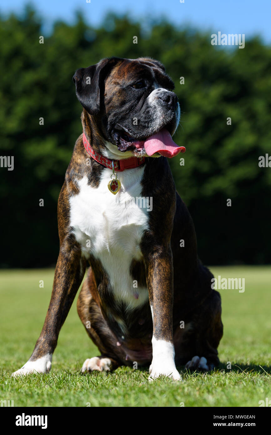 Boxer tedesche cane in un campo in un giorno di primavera Foto Stock