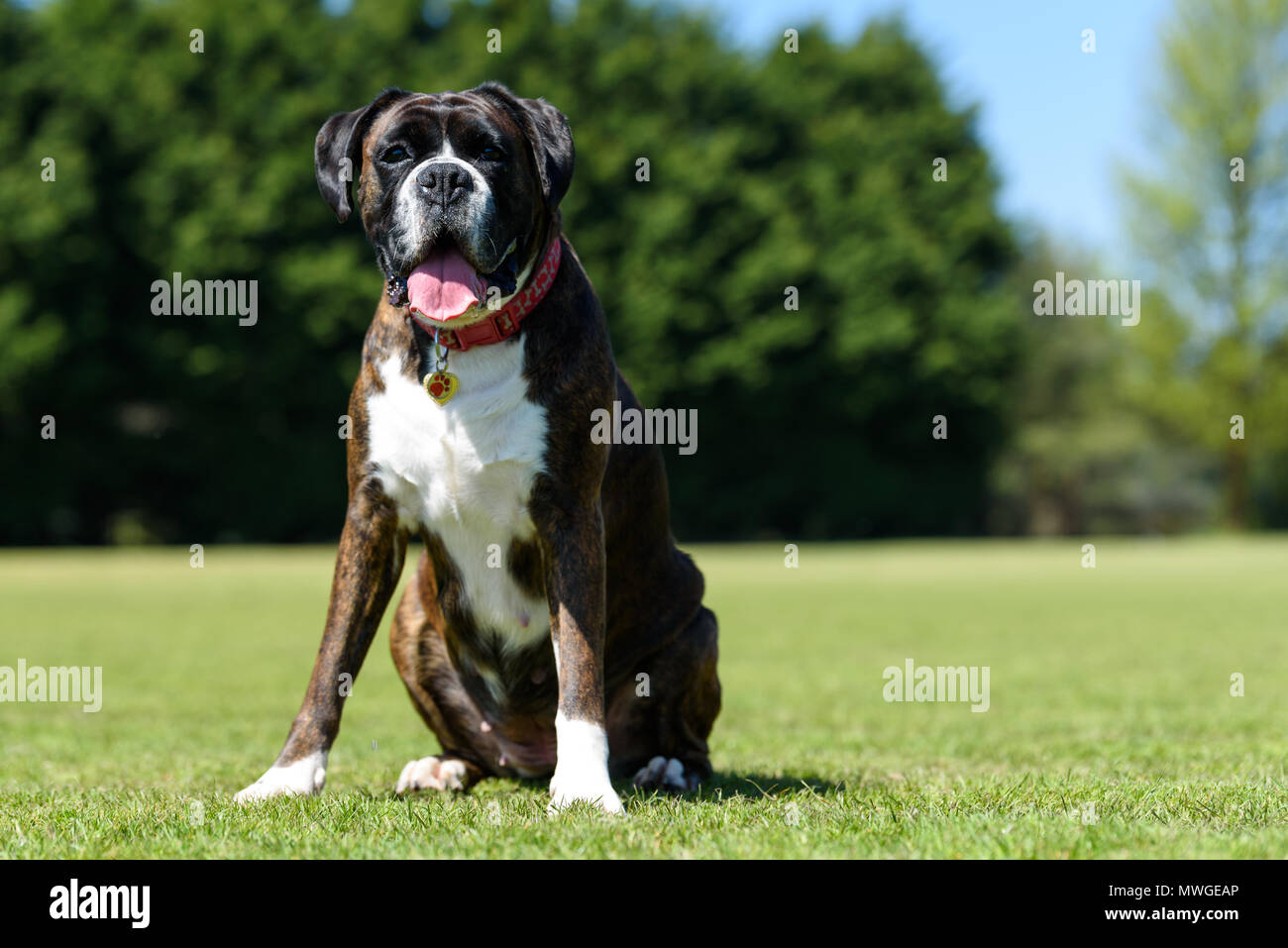 Boxer tedesche cane in un campo in un giorno di primavera Foto Stock