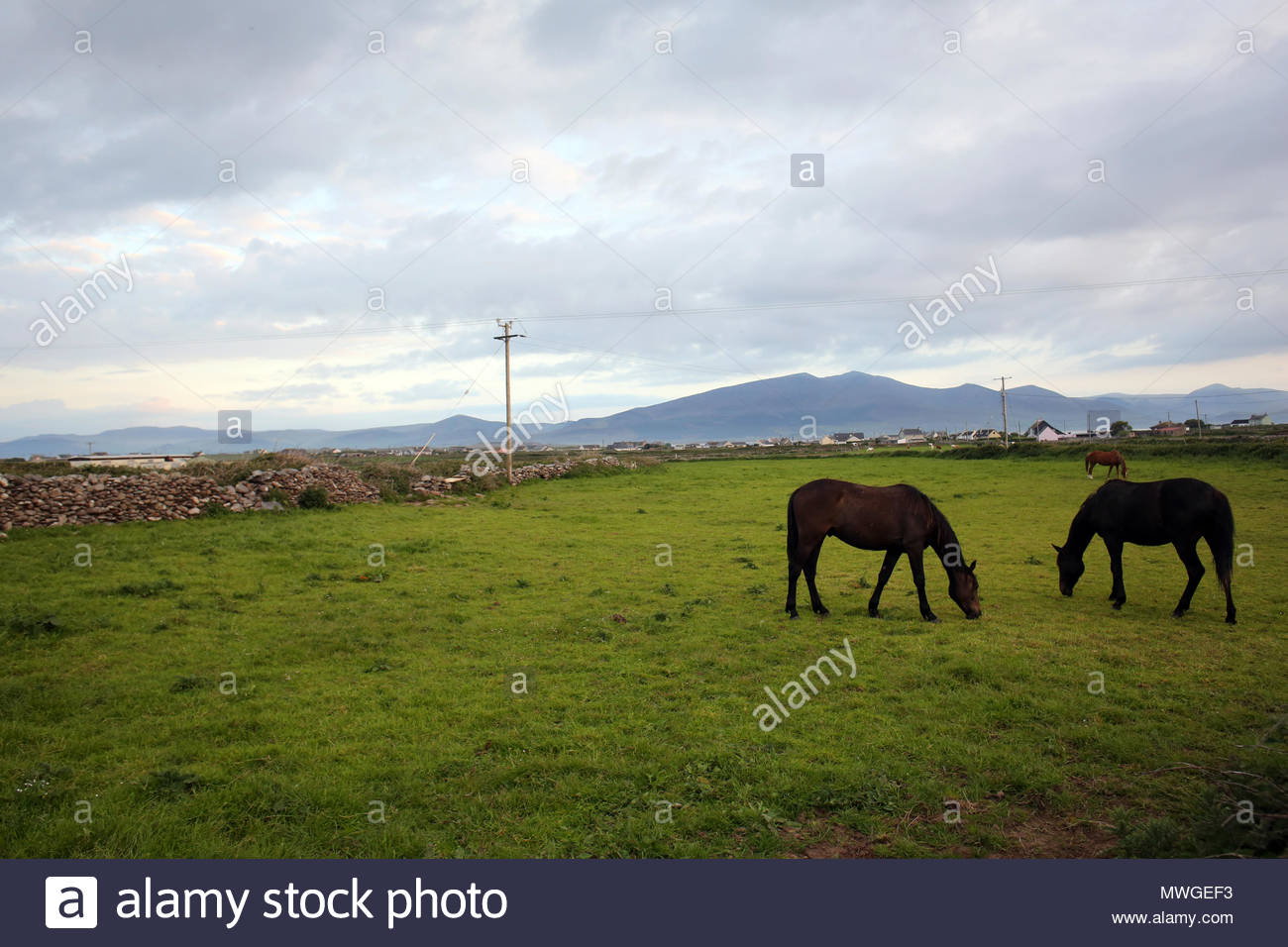 Due cavalli al pascolo in un campo vicino a Castlegregory nella Contea di Kerry, Irlanda come il sole tramonta. Foto Stock