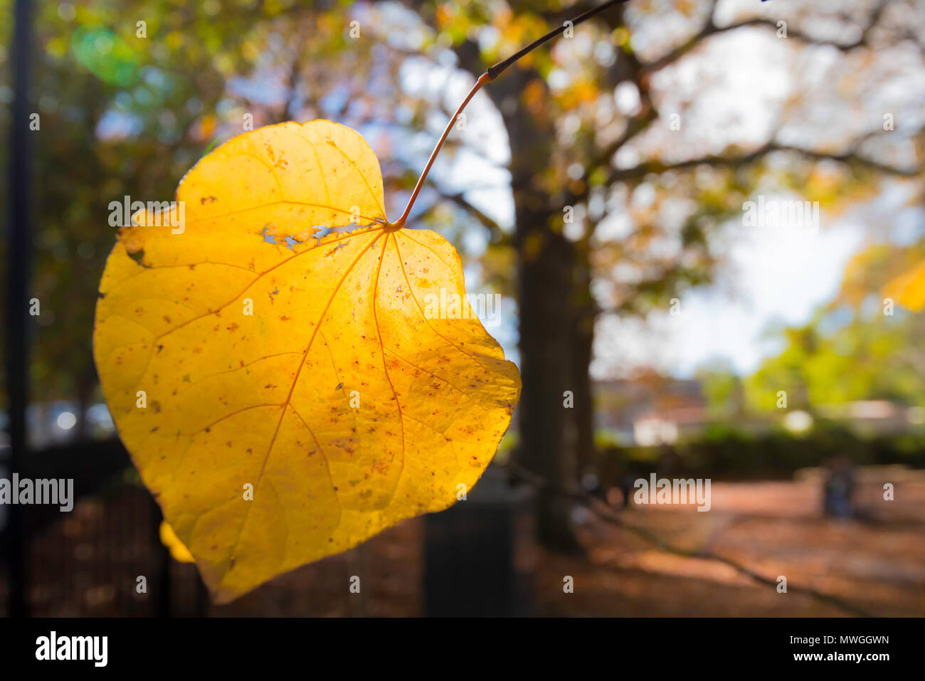 Un autunno foglie su un albero in un parco in Turramurra NSW, Australia, close-up con uno sfondo sfocato Foto Stock