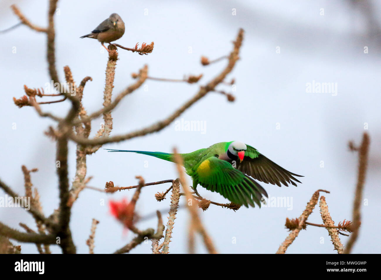 Red-breasted parrocchetto (Psittacula alexandri), Satchari National Park, Habiganj, Bangladesh Foto Stock