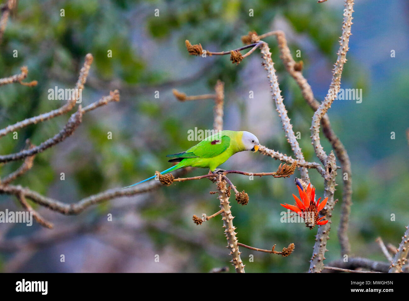 Blossom-headed parakeet (Psittacula roseata), Satchari National Park, Habiganj, Bangladesh Foto Stock